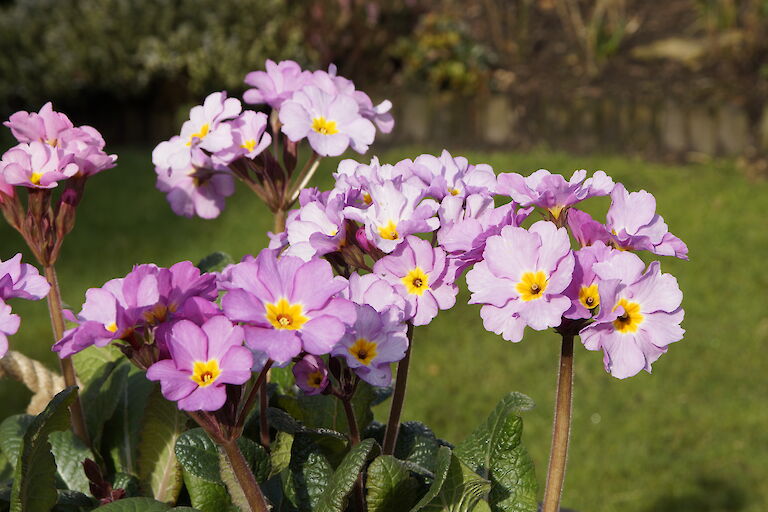 Primeln Frühling