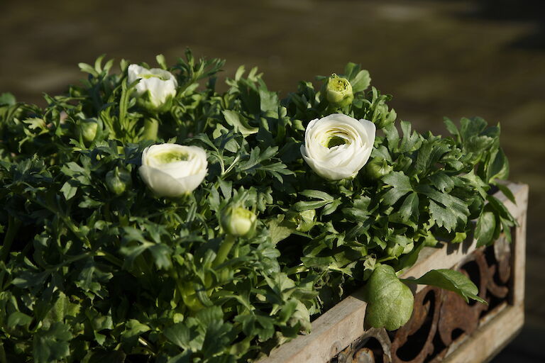 Ranunkeln Frühling