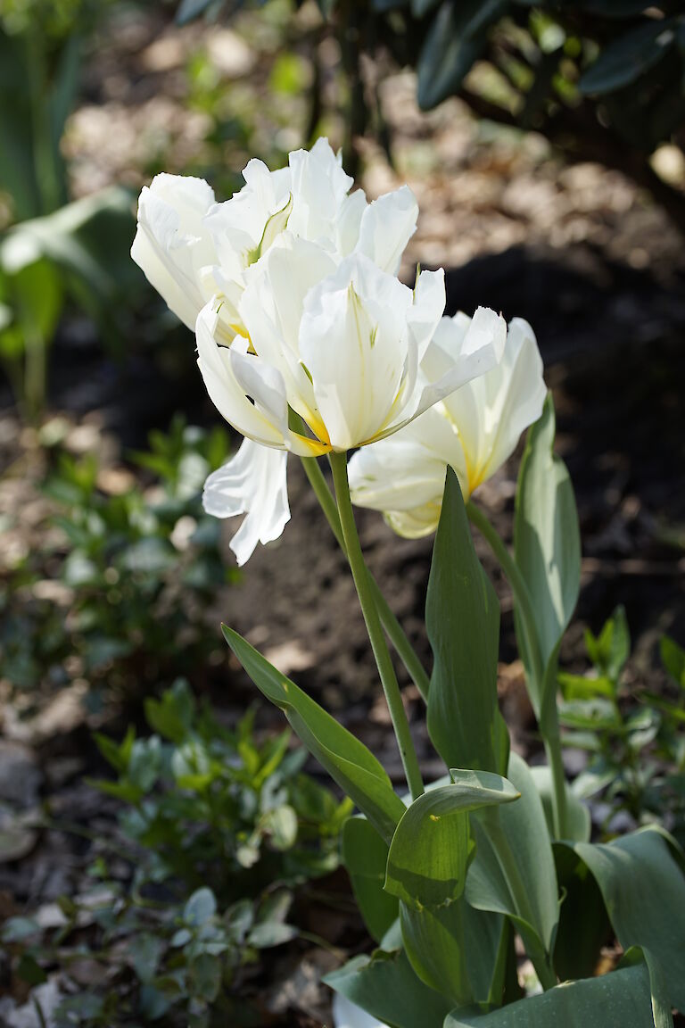 Tulpe weiß