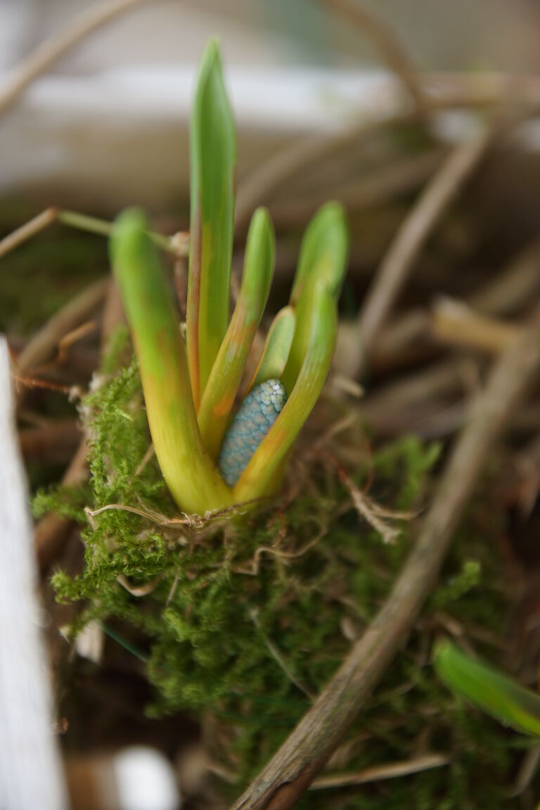 Muscari botryoides