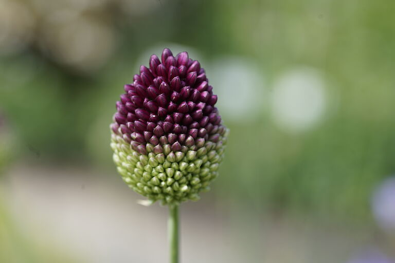 Allium sphaerocephalon