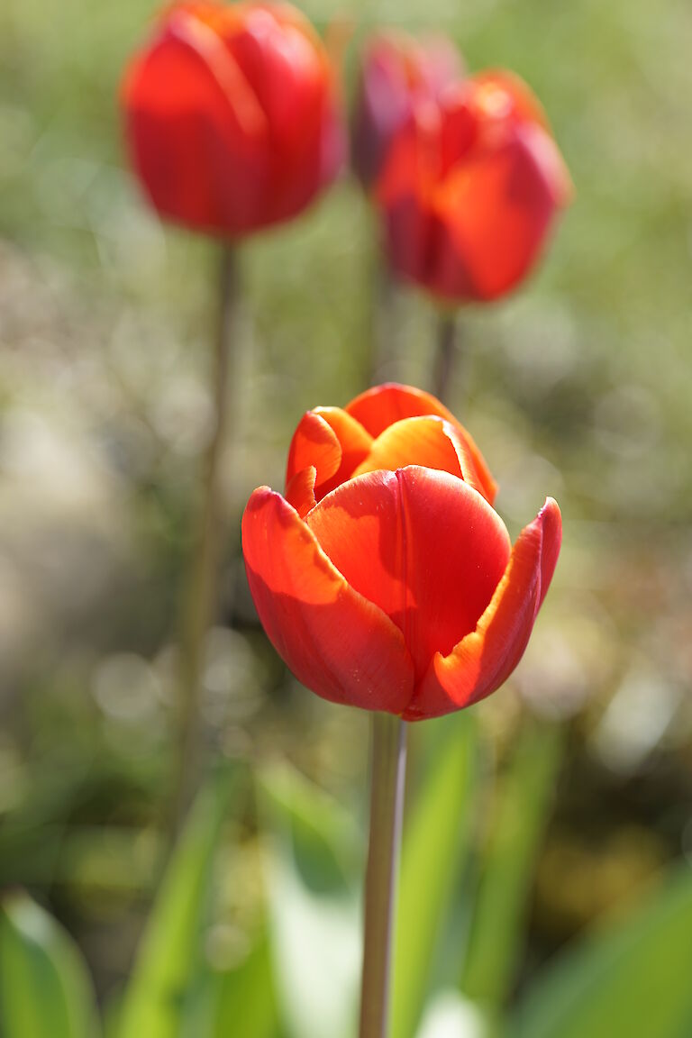 Tulpe rot