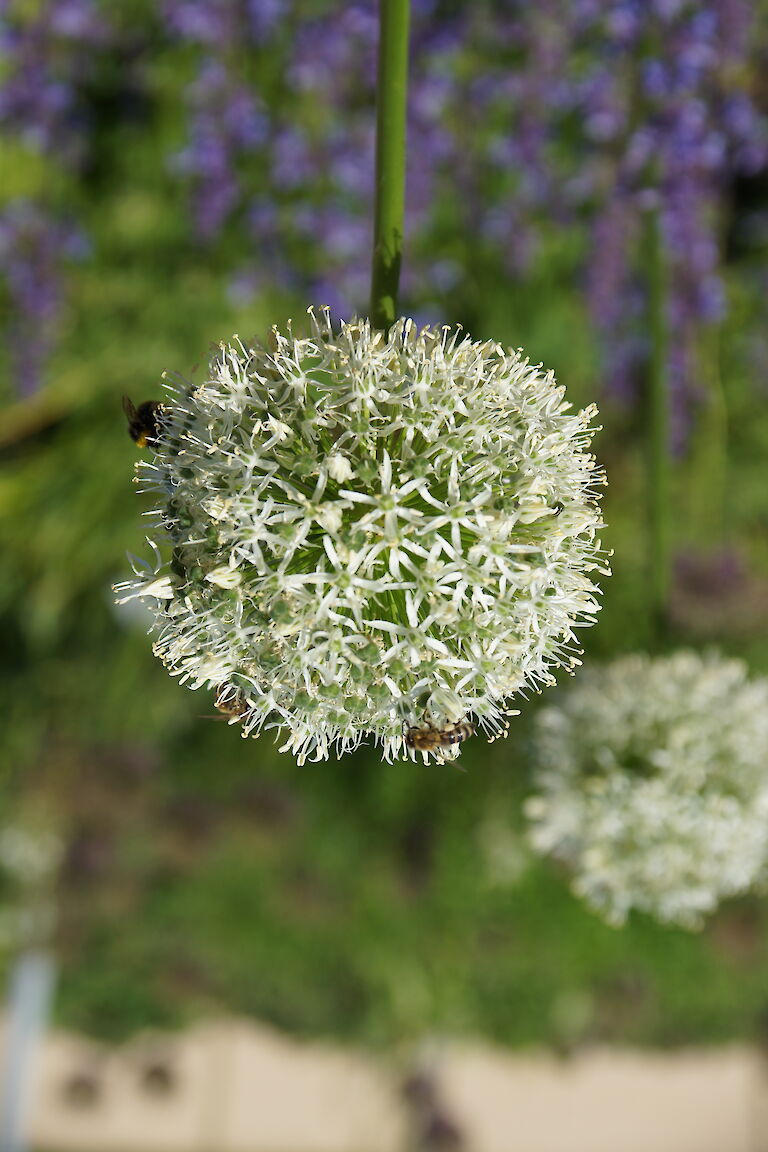 Allium 'Mont Blanc' Insekt