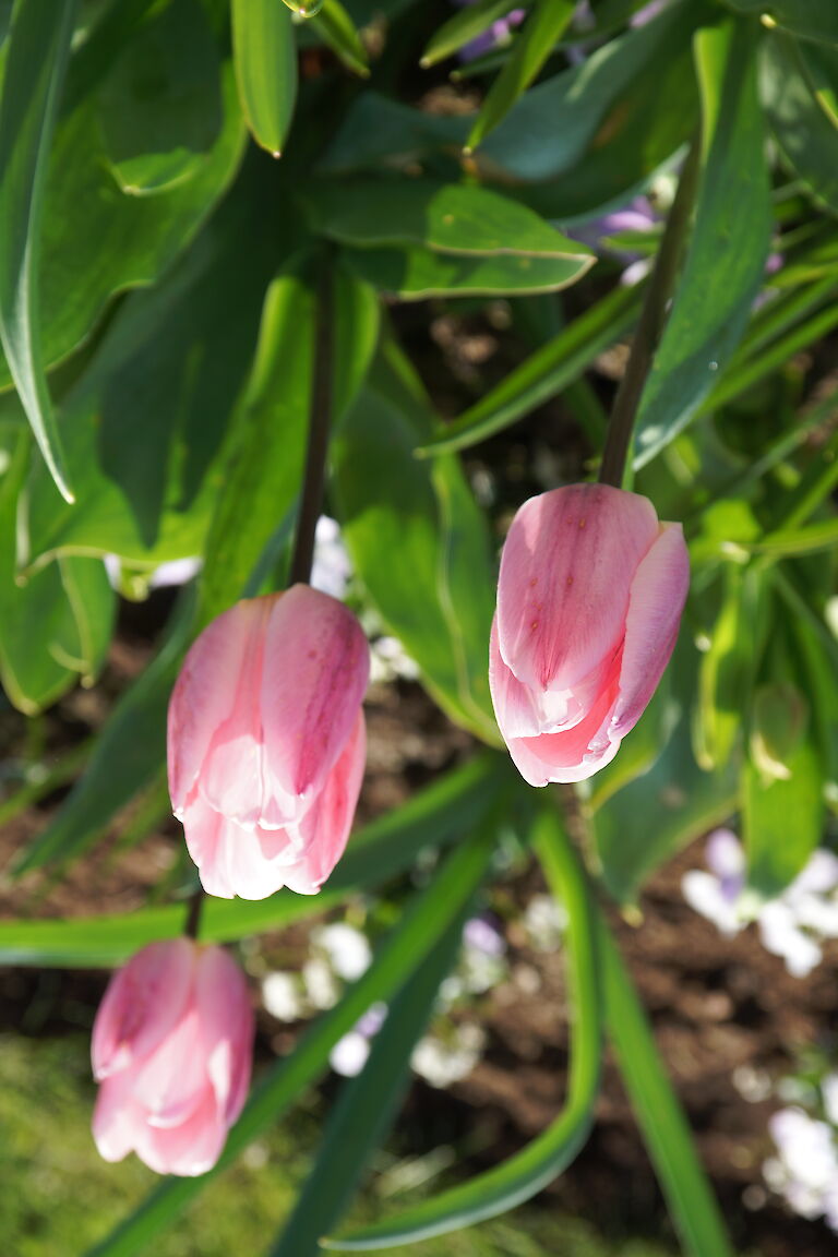 Tulpe 'Meißener Porzellan'