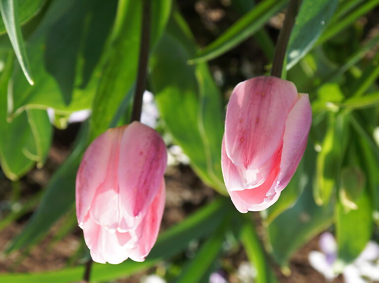 Tulpe 'Meißener Porzellan'