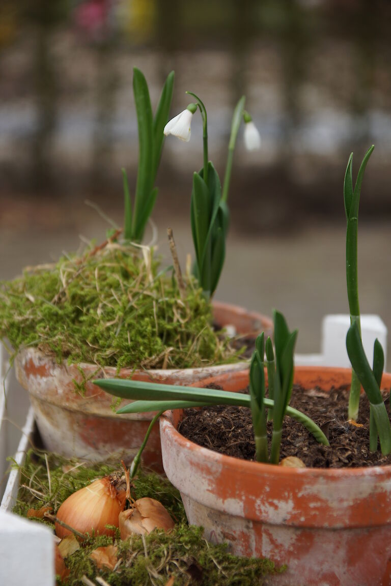 Chionodoxa luciliae 'Alba'