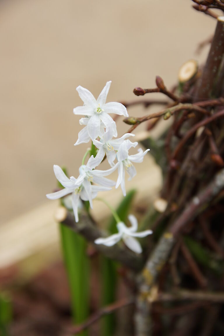 Chionodoxa luciliae 'Alba'