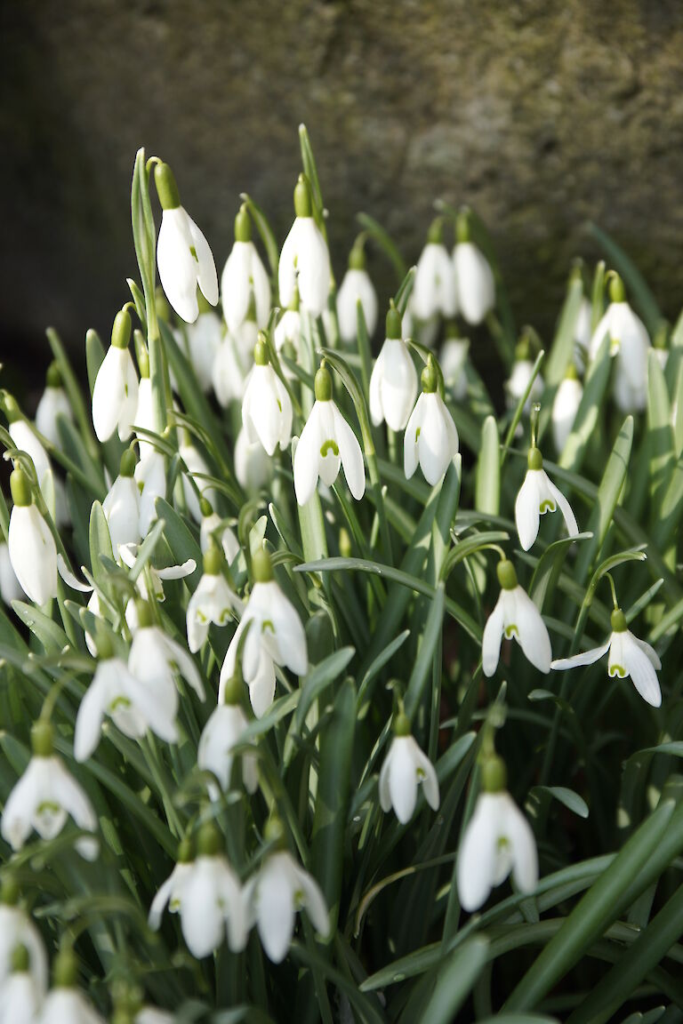 Schneeglöckchen