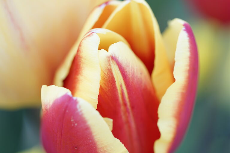 Tulpe rotgelb