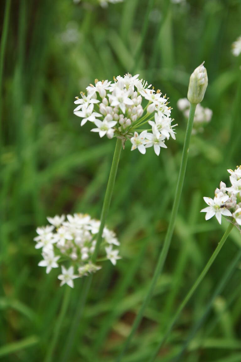 Allium tuberosum