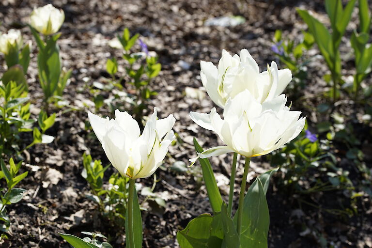 Tulpe weiß