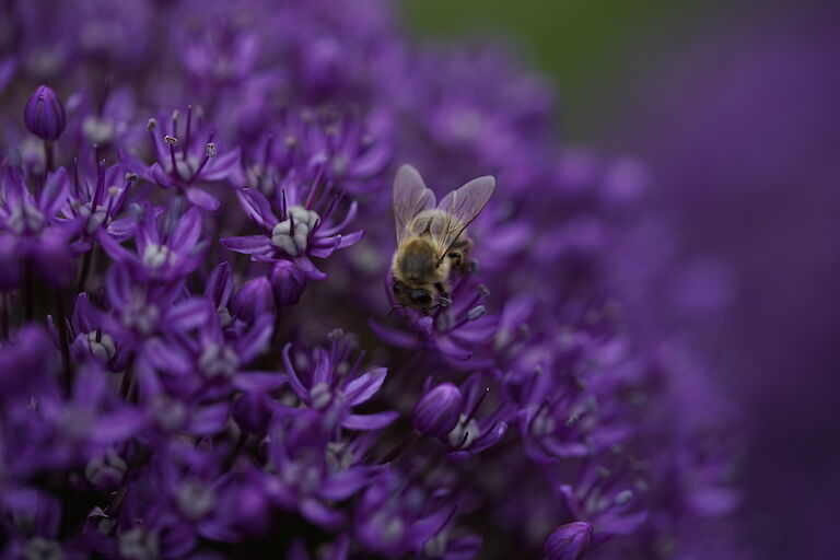 Allium Insekt