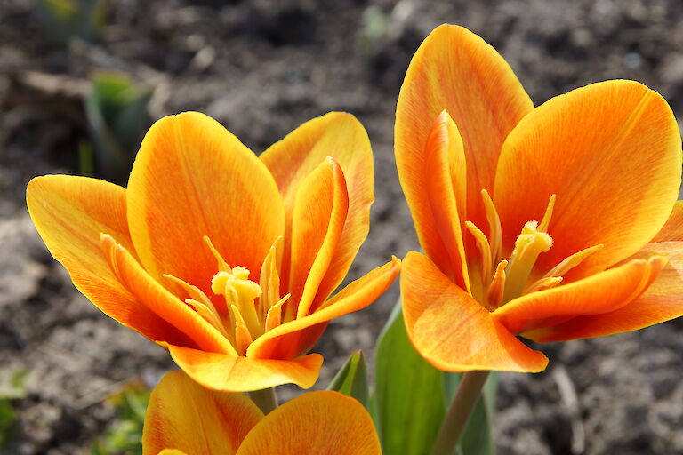 Tulpe orange