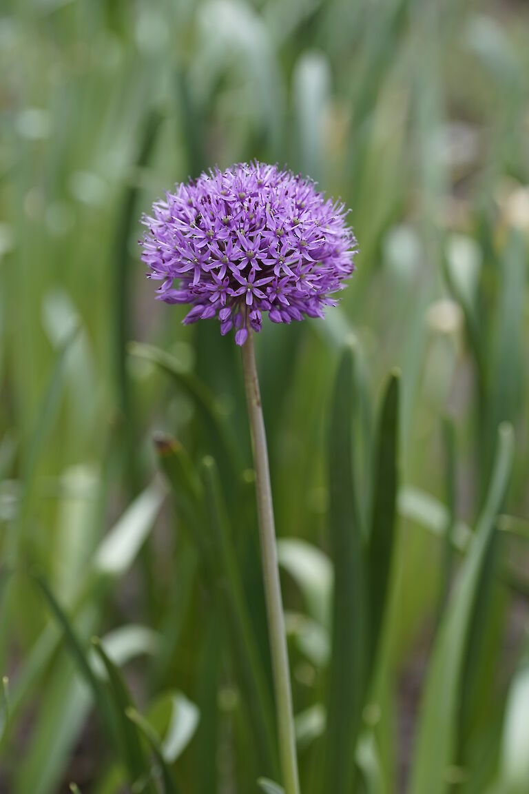 Allium Lucy Ball