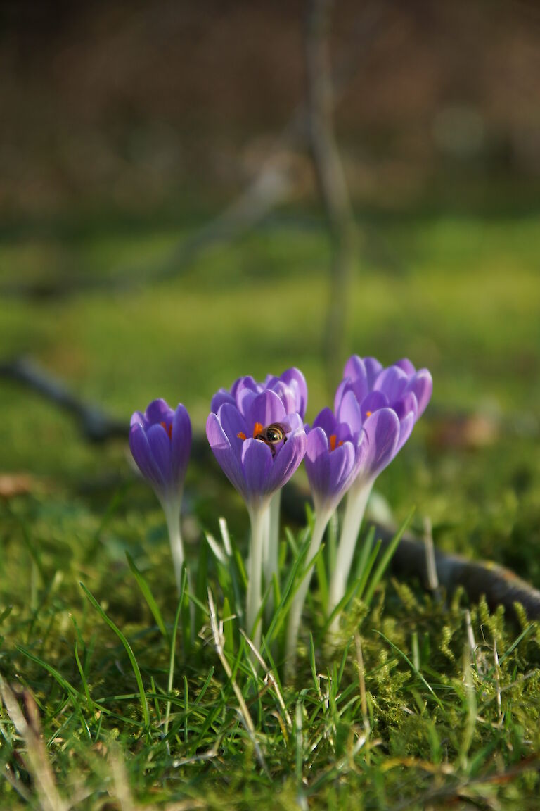 Crocus