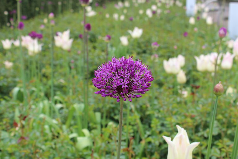 Allium