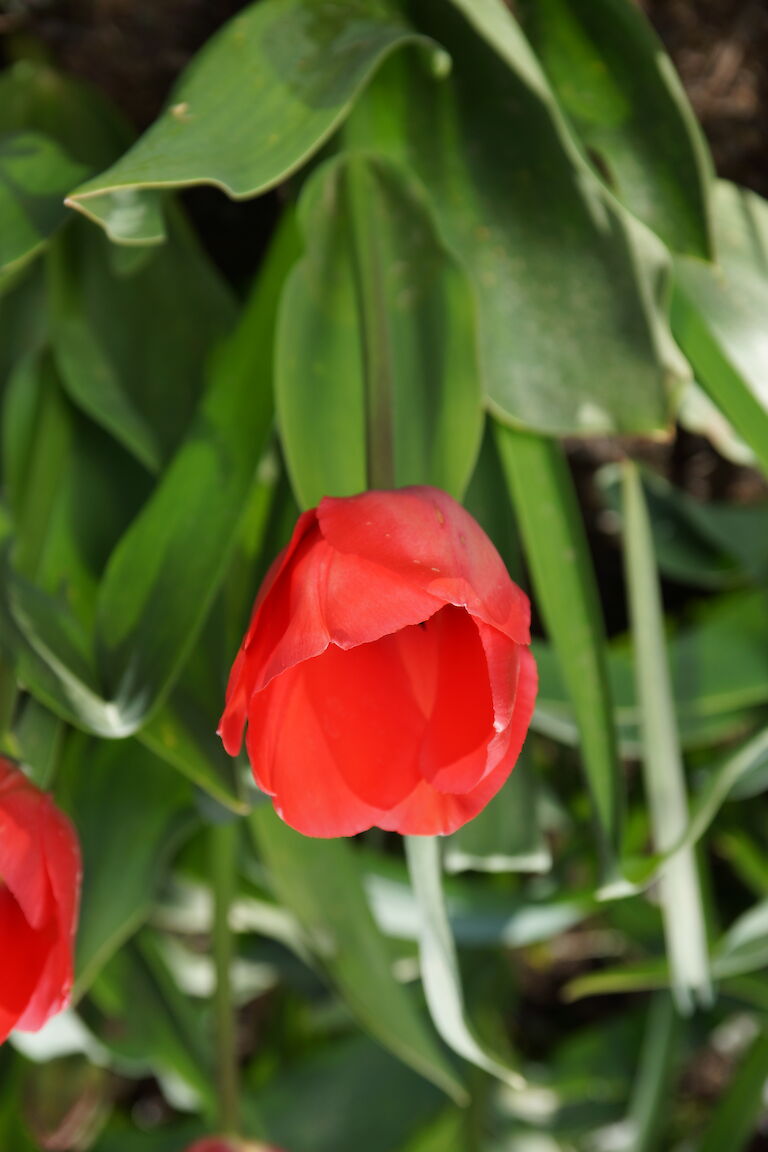 Tulpe rot