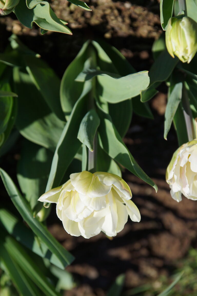  Tulpe gelb gefüllt