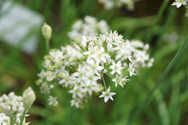 Allium tuberosum