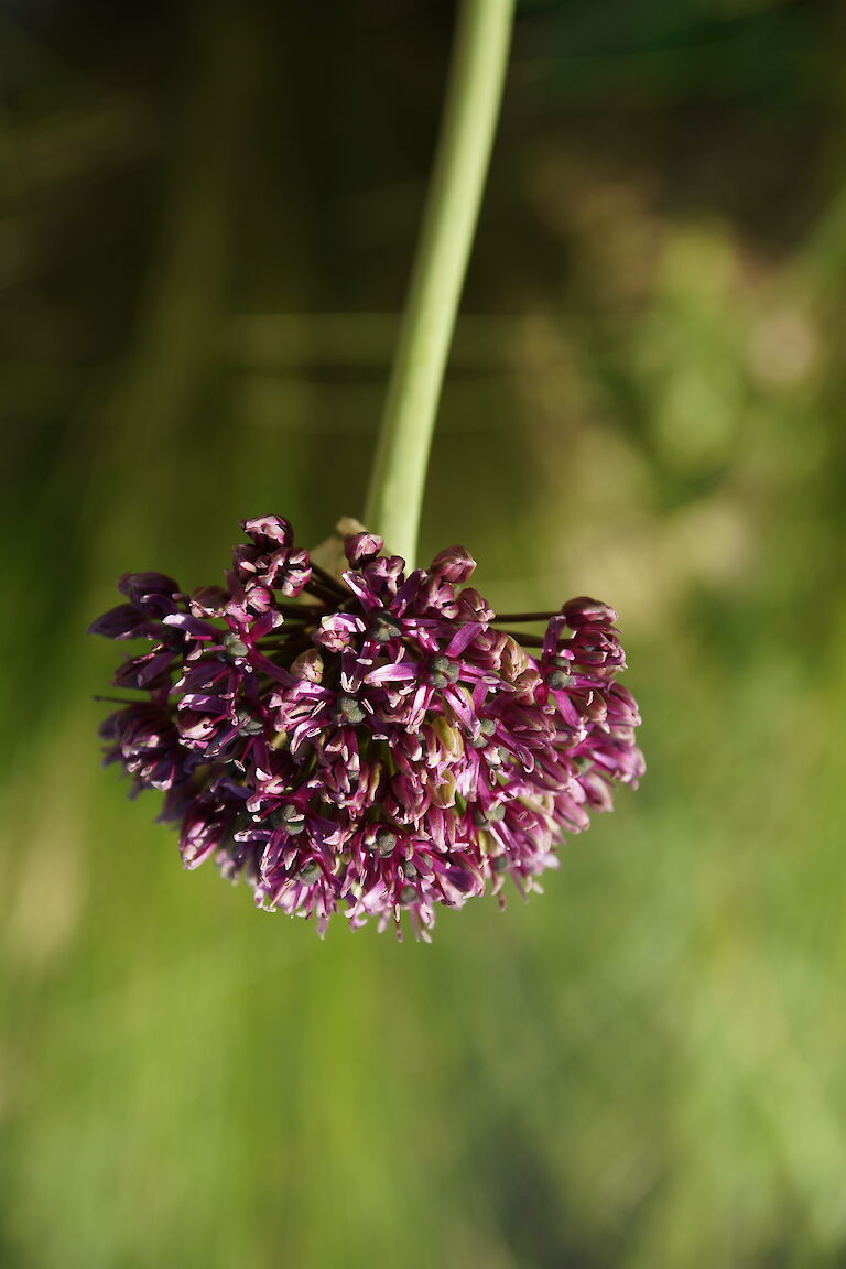 Allium atropurpureum