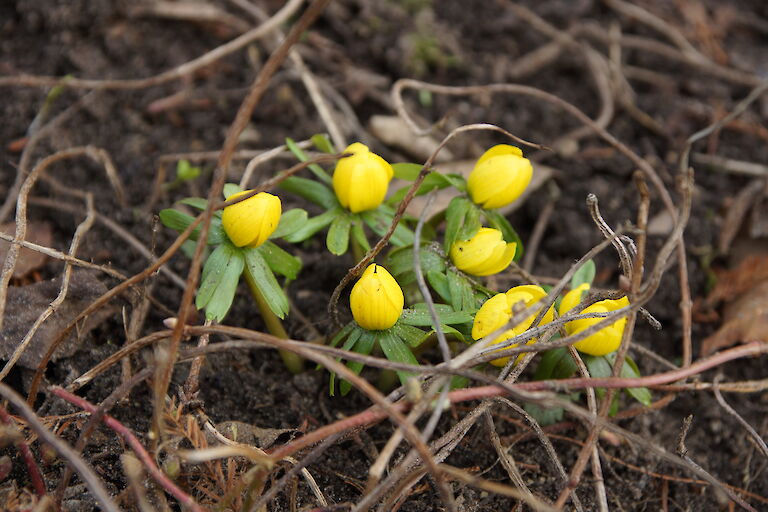 Eranthis hyemalis