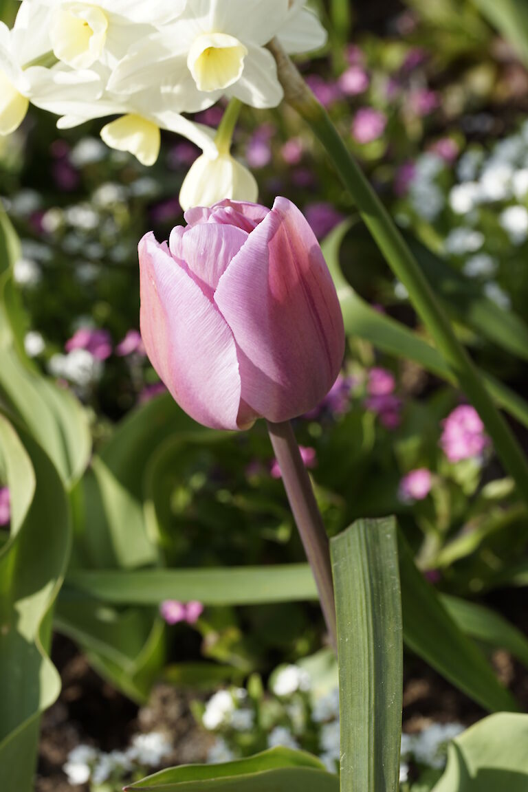 Tulpe rosa