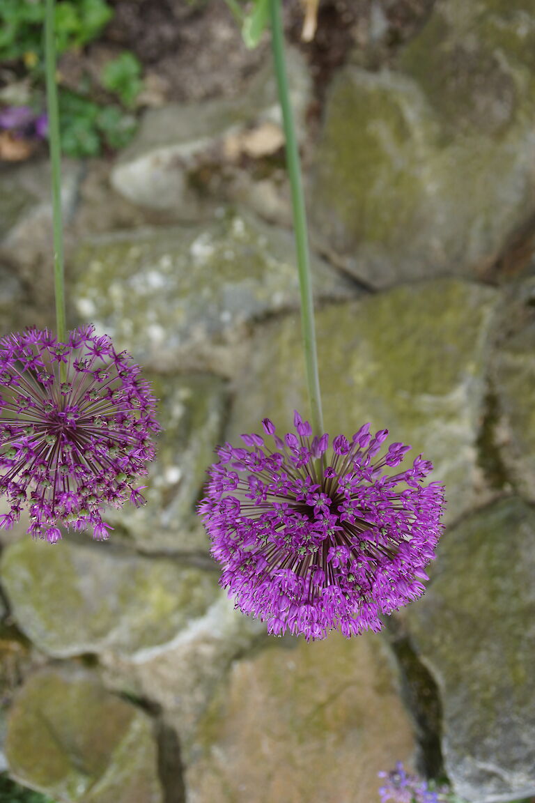 Allium giganteum