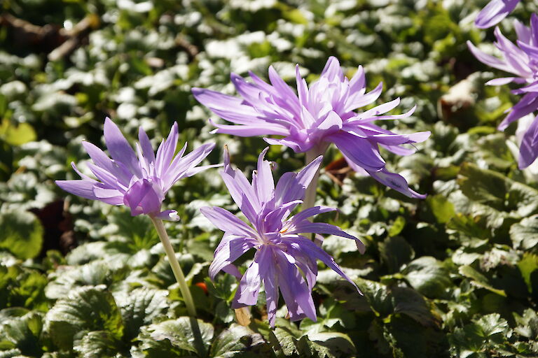 Colchicum bornmülleri