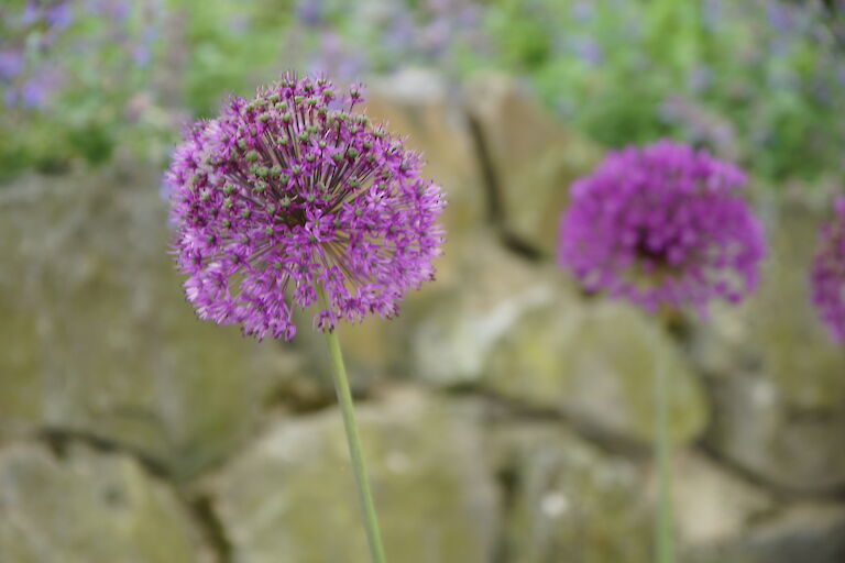 Allium giganteum