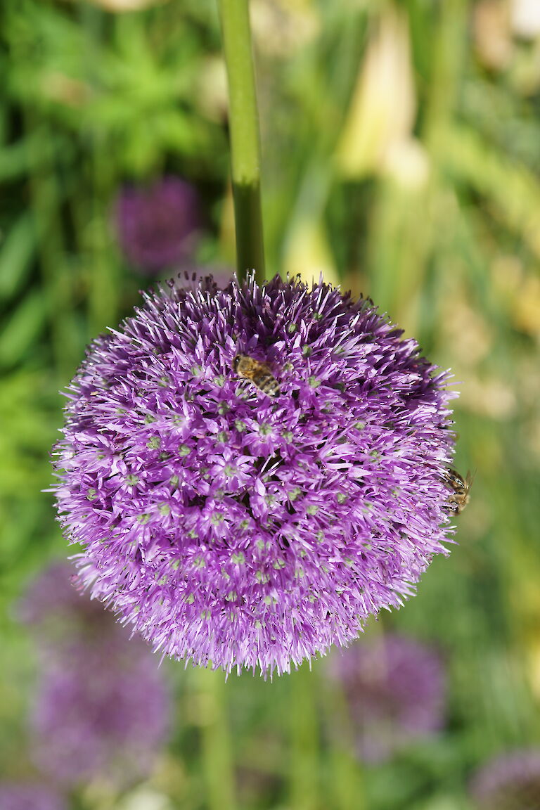 Allium giganteum Insekt