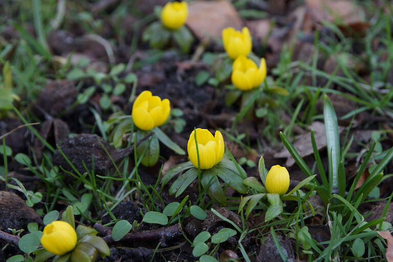 Eranthis hyemalis