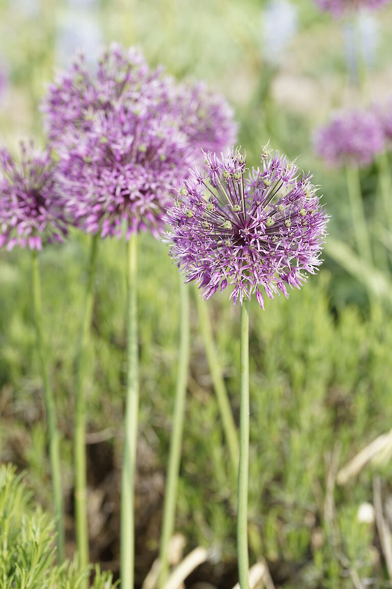 Allium Early Emperor