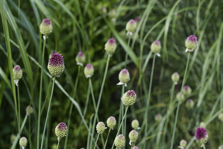 Allium sphaerocephalon