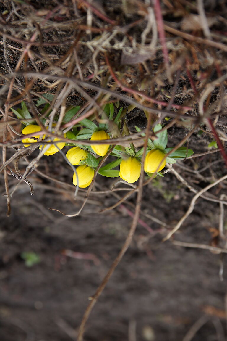 Eranthis hyemalis