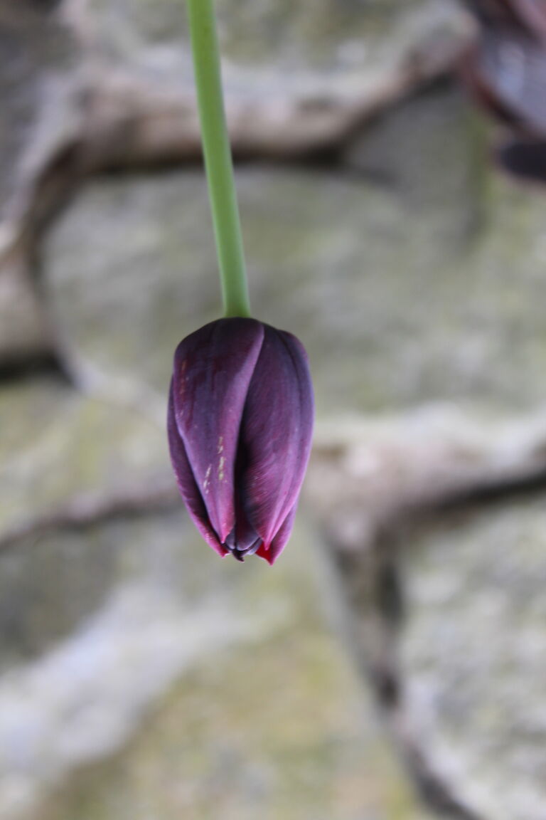 Tulpe violett