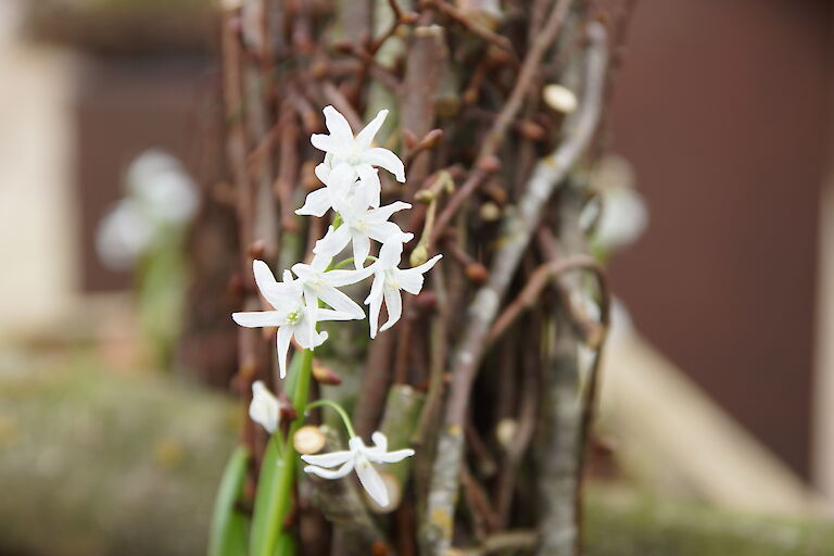 Chionodoxa luciliae 'Alba'