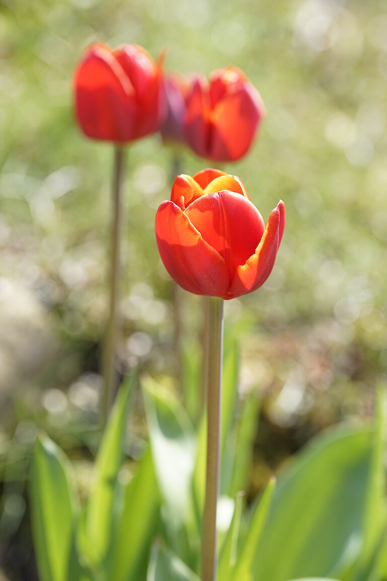 Tulpe rot