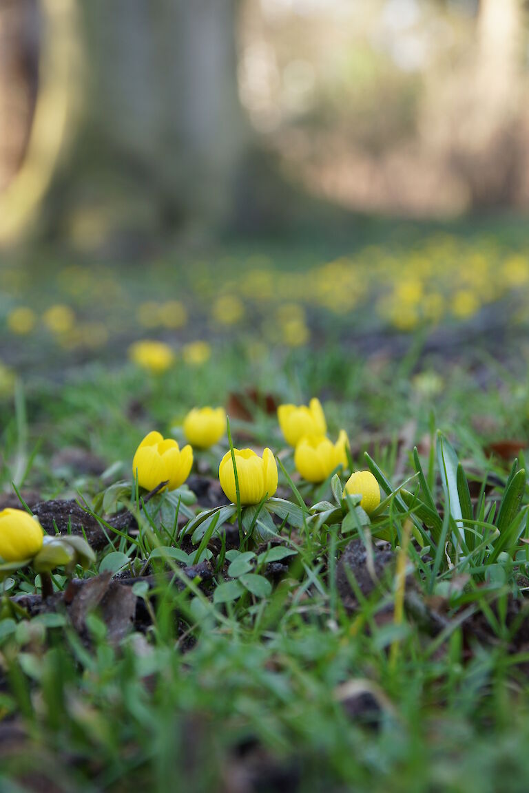 Eranthis hyemalis