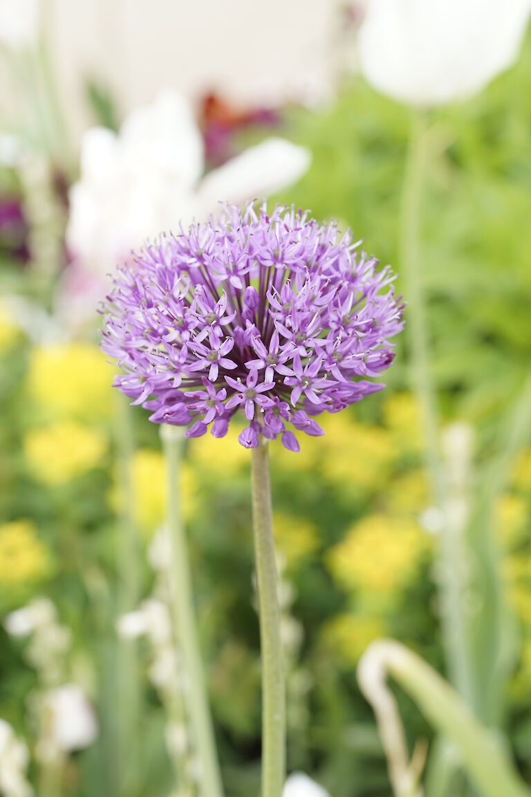 Allium aflatunense