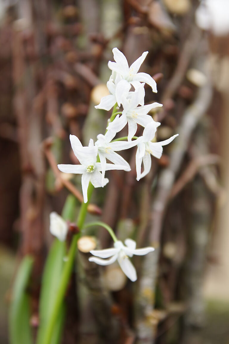 Chionodoxa luciliae 'Alba'