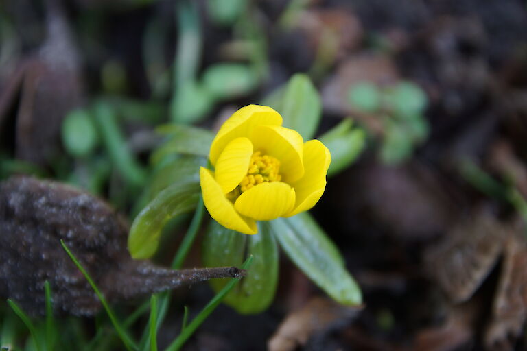 Eranthis hyemalis