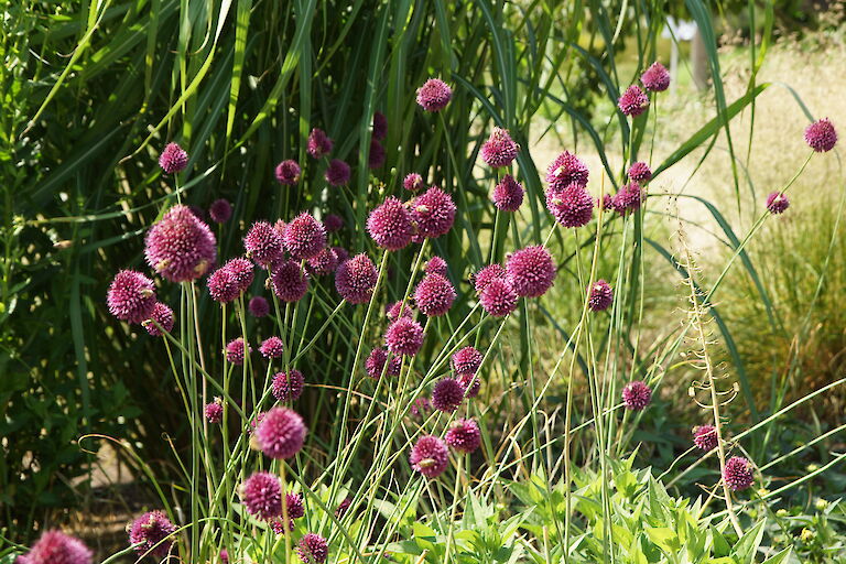 Allium sphaerocephalon