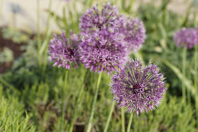 Allium Early Emperor