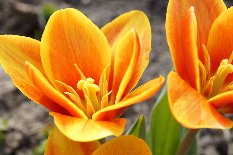 Tulpe orange