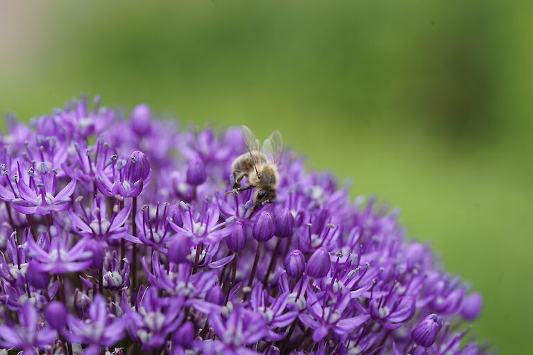 Allium Insekt