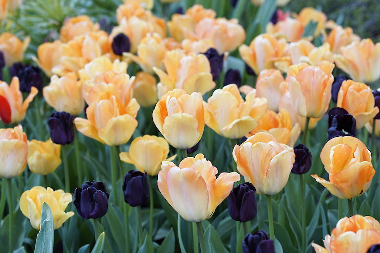 Tulpen orange