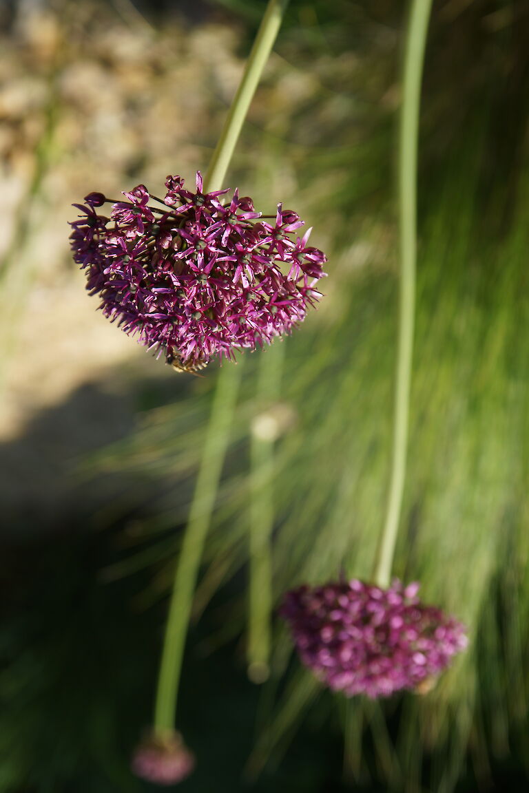 Allium atropurpureum Insekt