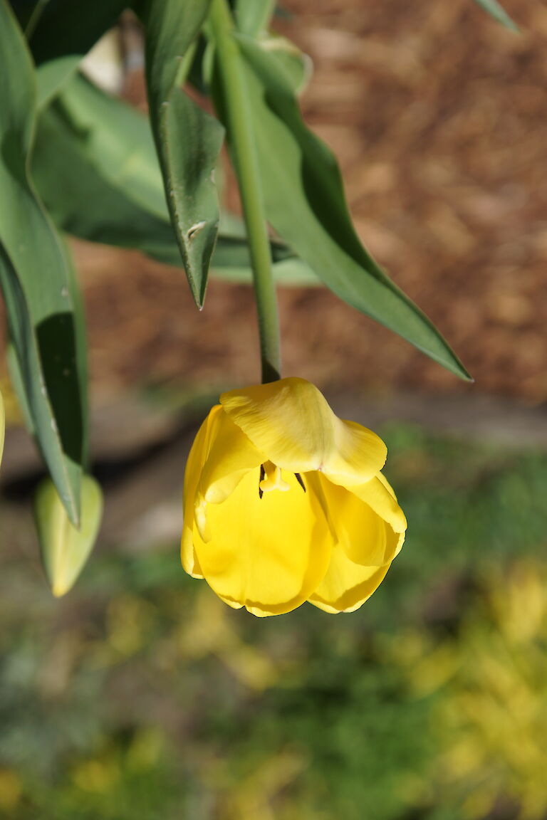 Tulpe gelb