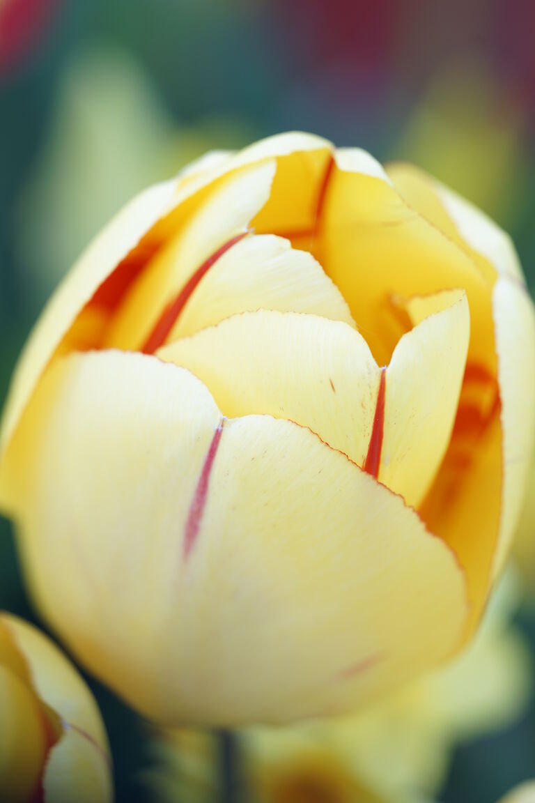 Tulpe rotgelb