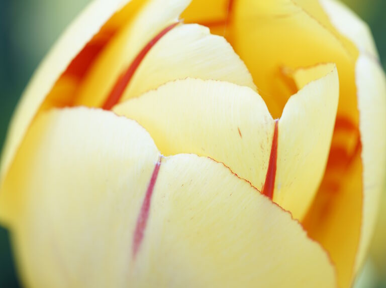 Tulpe rotgelb